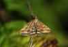 Pyrausta despicata